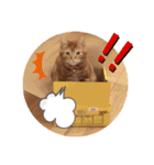 ツナルバーグ（個別スタンプ：1）