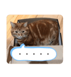 ツナルバーグ（個別スタンプ：6）