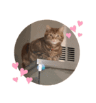 ツナルバーグ（個別スタンプ：7）