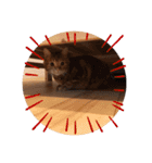 ツナルバーグ（個別スタンプ：9）