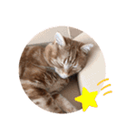 ツナルバーグ（個別スタンプ：11）