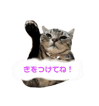ちょこにゃんのスタンプ（個別スタンプ：2）