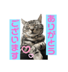 ちょこにゃんのスタンプ（個別スタンプ：6）