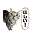 ちょこにゃんのスタンプ（個別スタンプ：8）