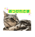 ちょこにゃんのスタンプ（個別スタンプ：9）