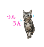 ちょこにゃんのスタンプ（個別スタンプ：10）