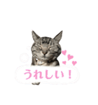 ちょこにゃんのスタンプ（個別スタンプ：13）