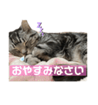ちょこにゃんのスタンプ（個別スタンプ：14）