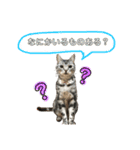 ちょこにゃんのスタンプ（個別スタンプ：16）