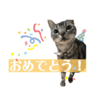 ちょこにゃんのスタンプ（個別スタンプ：18）