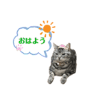 ちょこにゃんのスタンプ（個別スタンプ：21）