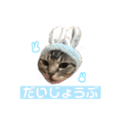 ちょこにゃんのスタンプ（個別スタンプ：22）