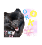 akisstamp（個別スタンプ：1）