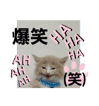 akisstamp（個別スタンプ：14）