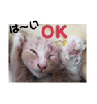 akisstamp（個別スタンプ：15）