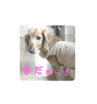 ダックスのりりちゃん（個別スタンプ：6）
