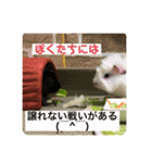 もーるースタンプ2（個別スタンプ：11）