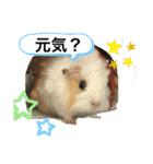 もーるースタンプ2（個別スタンプ：14）
