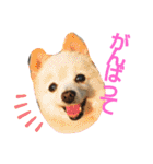 陸くん＆空くん一家と友達2（個別スタンプ：3）