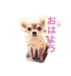 ちわわの柚ちゃん灯ちゃん日常で使える（個別スタンプ：1）