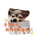 ちわわの柚ちゃん灯ちゃん日常で使える（個別スタンプ：2）