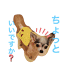 ちわわの柚ちゃん灯ちゃん日常で使える（個別スタンプ：3）