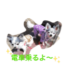 ちわわの柚ちゃん灯ちゃん日常で使える（個別スタンプ：7）