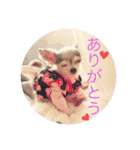 ちわわの柚ちゃん灯ちゃん日常で使える（個別スタンプ：9）