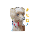 ちわわの柚ちゃん灯ちゃん日常で使える（個別スタンプ：11）