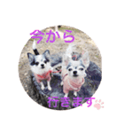 ちわわの柚ちゃん灯ちゃん日常で使える（個別スタンプ：12）