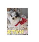 ちわわの柚ちゃん灯ちゃん日常で使える（個別スタンプ：15）