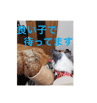 ちわわの柚ちゃん灯ちゃん日常で使える（個別スタンプ：20）