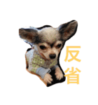 ちわわの柚ちゃん灯ちゃん日常で使える（個別スタンプ：23）