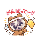ちわわの柚ちゃん灯ちゃん日常で使える（個別スタンプ：24）