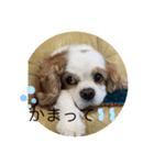キャバリアとチワワのスタンプ（個別スタンプ：6）