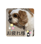 キャバリアとチワワのスタンプ（個別スタンプ：10）