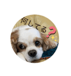 キャバリアとチワワのスタンプ（個別スタンプ：13）
