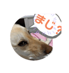 毎日らぶらどーる3（個別スタンプ：1）
