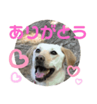 毎日らぶらどーる3（個別スタンプ：3）