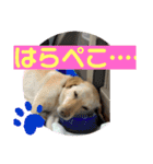 毎日らぶらどーる3（個別スタンプ：10）