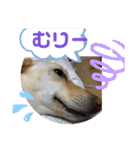 毎日らぶらどーる3（個別スタンプ：12）