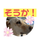 毎日らぶらどーる3（個別スタンプ：14）