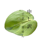 ボタニカル 大きな文字 2（個別スタンプ：19）