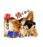 ダックスのなにげない日常スタンプ4（個別スタンプ：7）