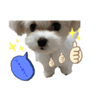 マルチーズにこのスタンプ（個別スタンプ：1）