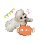 マルチーズにこのスタンプ（個別スタンプ：3）