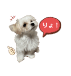 マルチーズにこのスタンプ（個別スタンプ：5）