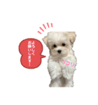 マルチーズにこのスタンプ（個別スタンプ：7）