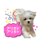 マルチーズにこのスタンプ（個別スタンプ：8）