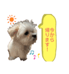 マルチーズにこのスタンプ（個別スタンプ：10）